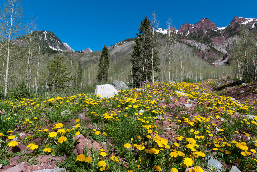 Spring Rocky Mountain Landscape Photograph by Cascade Colors