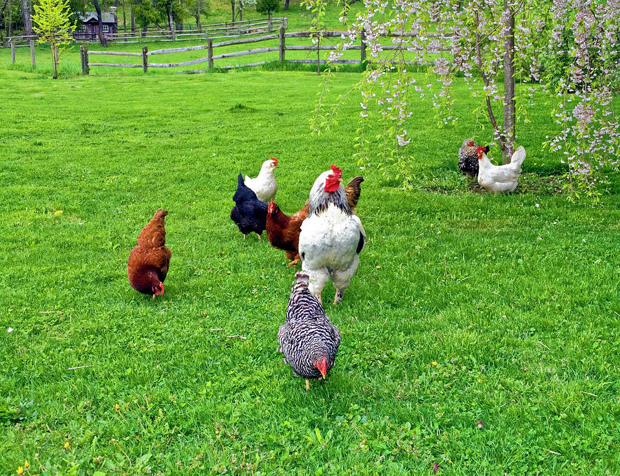 Spring Rooster and Chickens Photograph by Sally Weigand