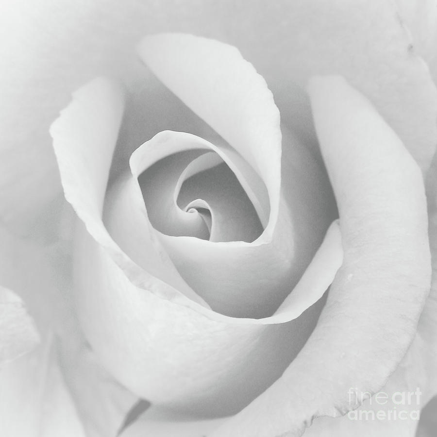 Spring Rose Bloom Photograph by Scott Cameron