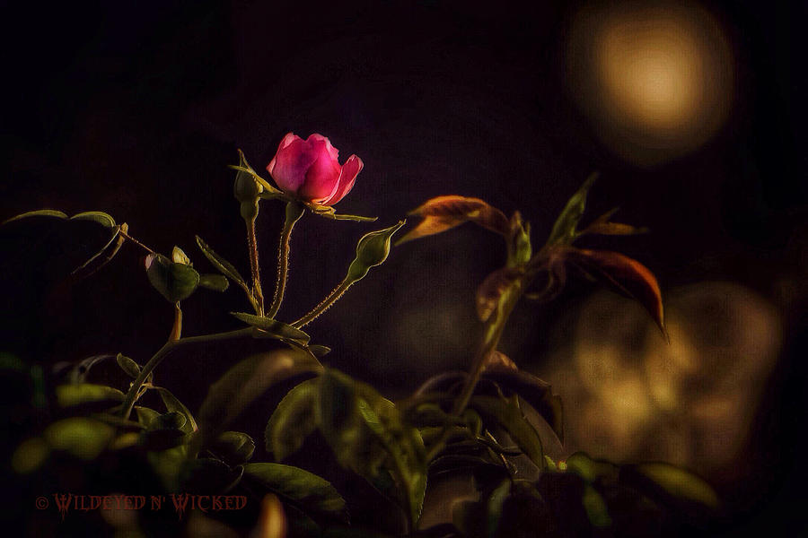 Spring Rose Photograph by Brenda Wilcox aka Wildeyed n Wicked