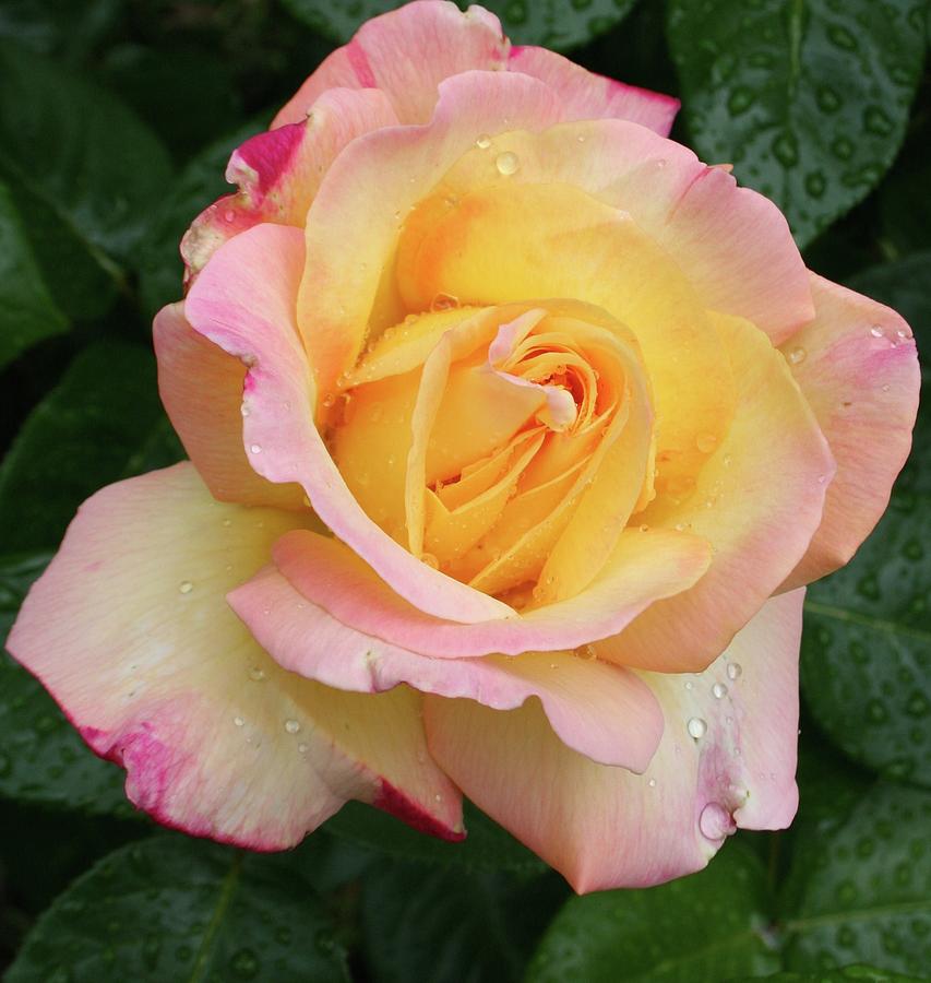Spring Rose Photograph