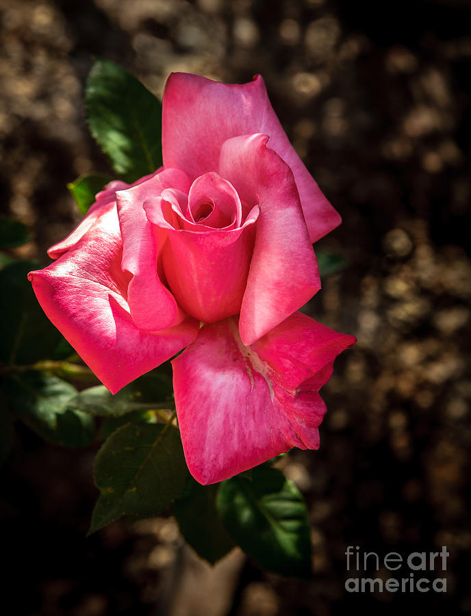 Spring Rose Photograph by Robert Bales