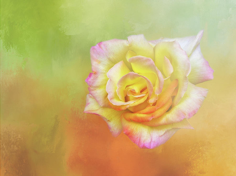 Spring Digital Art - Spring Rose by Terry Davis