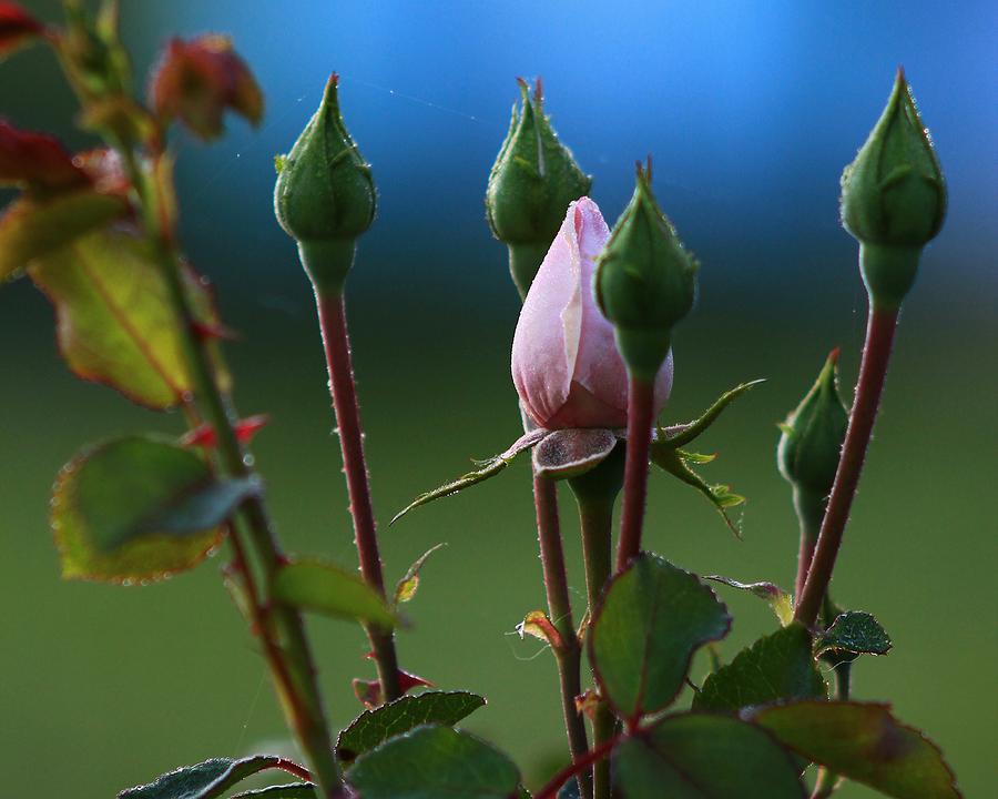Spring Rosebuds 2 Photograph by Kevin Wheeler