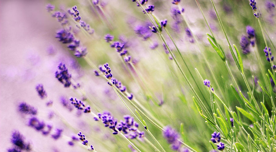 Spring Sage Photograph by Jessica Jenney - Fine Art America