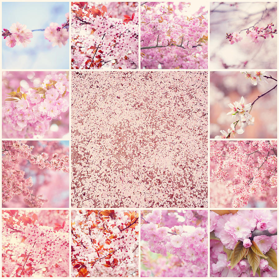 Spring Sakura Bloom. Mosaic Collage Photograph by Jenny Rainbow