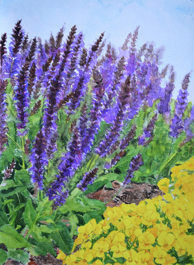 Spring- Salvia May Night Painting by Swati Singh - Fine Art America