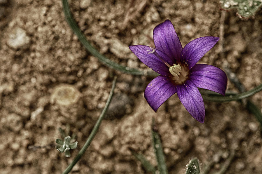 Spring sand crocus flower Photograph by Michalakis Ppalis