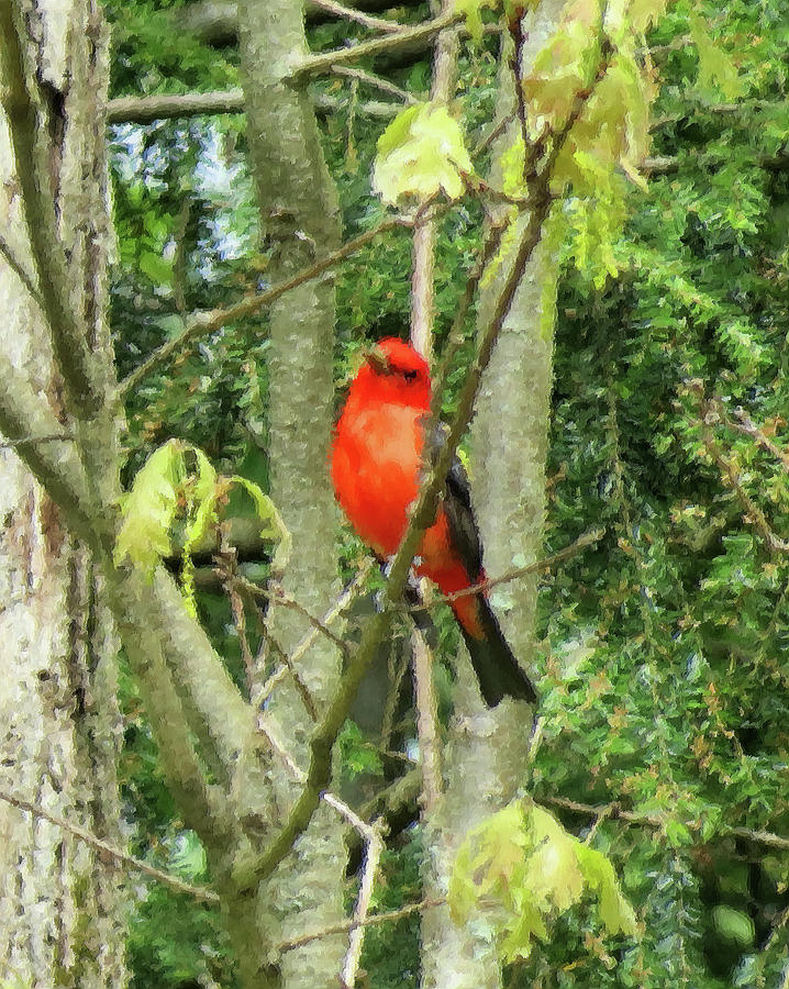 Spring Scarlet Tanager - Brush Strokes Photograph by MTBobbins Photography