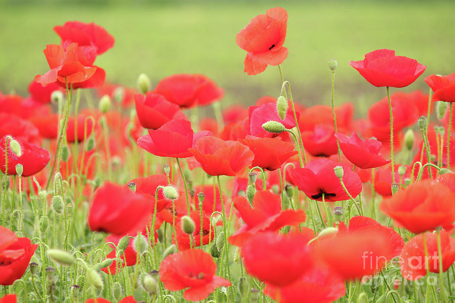 Spring Scene With Red Poppy Field Photograph By Goce Risteski