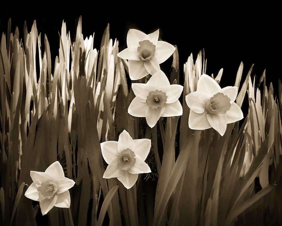 Flower Photograph - Spring - Sepia by Nikolyn McDonald