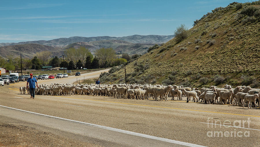 Spring Sheep Drive Photograph by Robert Bales