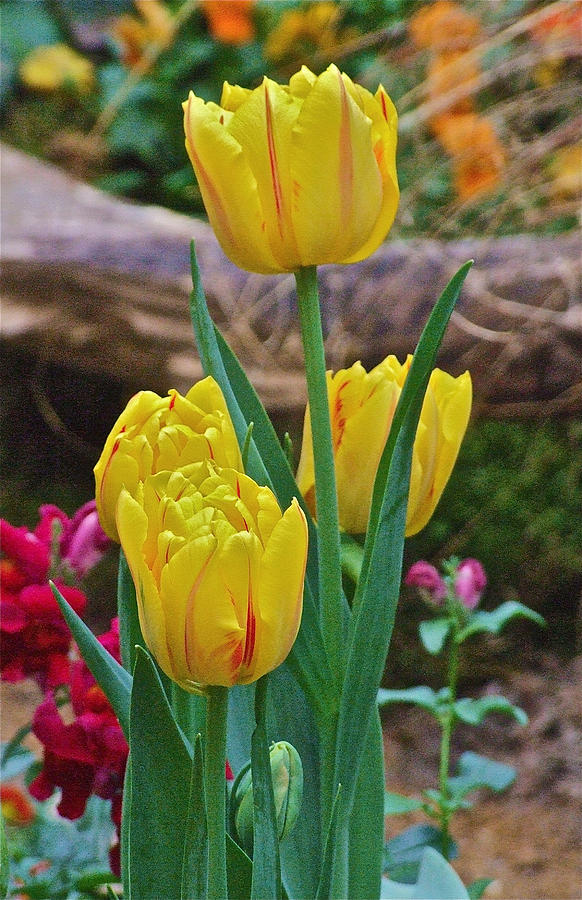 Spring Show 13 Yellow Stripe Tulips  Photograph by Janis Senungetuk