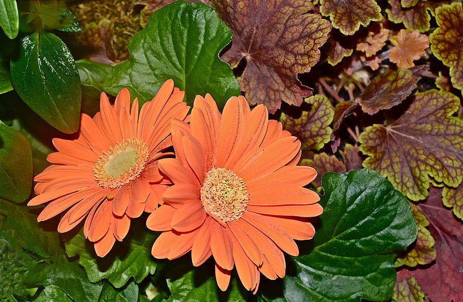 Spring Show 16 Coral Bells and Orange Gerbera Daisies Photograph by Janis Senungetuk