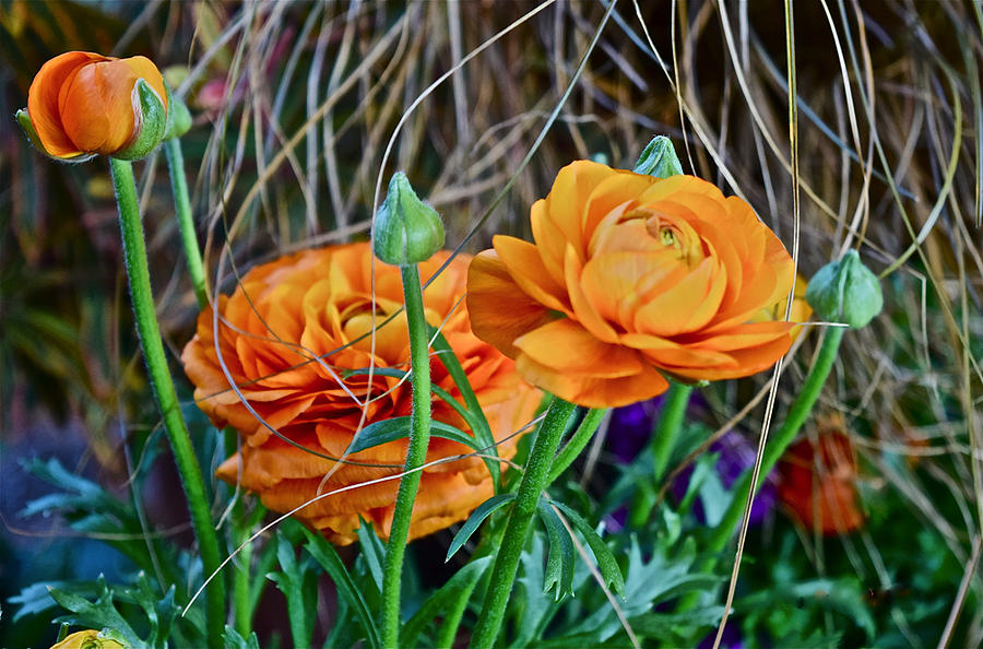 Spring Show 16 Orange Ranunculus 3 Photograph by Janis Senungetuk