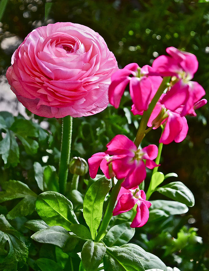 Spring Show 16 Pink Ranunculus Photograph by Janis Senungetuk