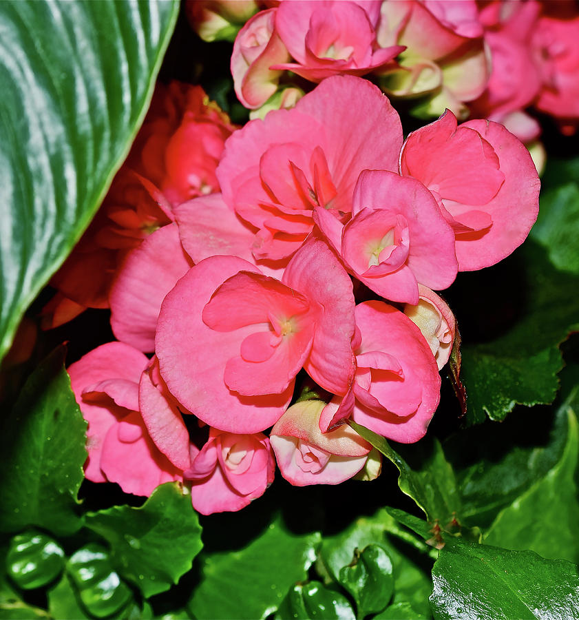 Spring Show 16 Tuberous Begonias Photograph by Janis Senungetuk