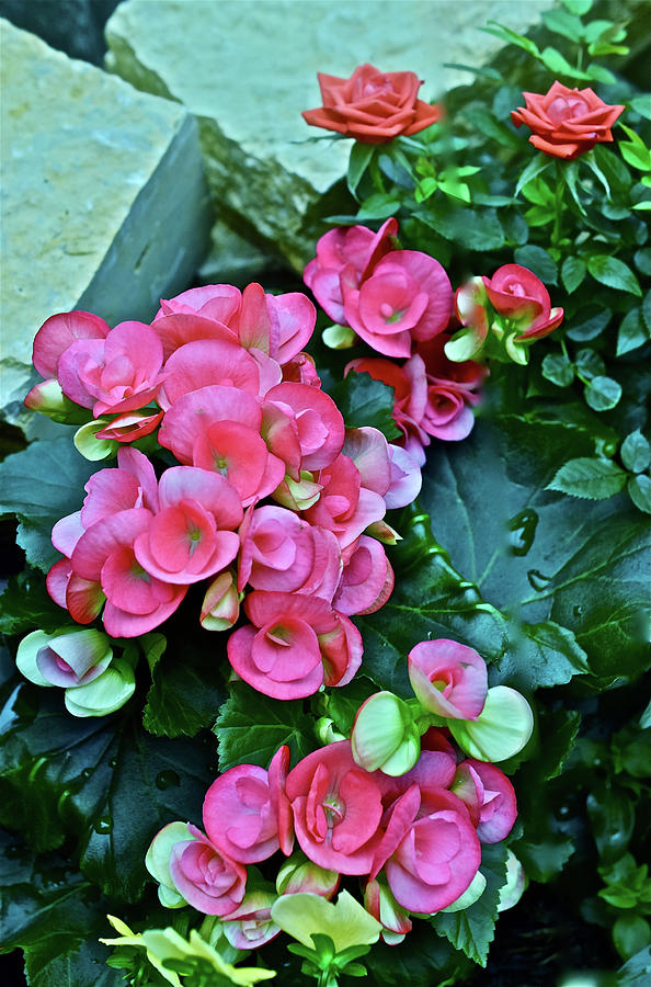 Spring Show 17 Begonias and Roses Photograph by Janis Senungetuk