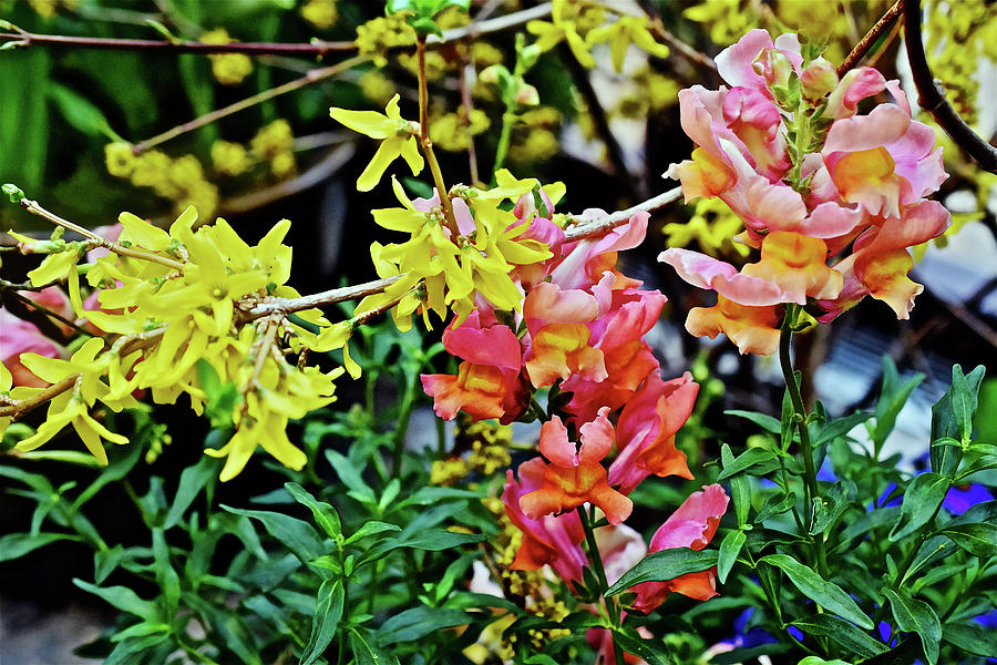 Spring Show 17 Forsythia and Snapdragons Photograph by Janis Senungetuk