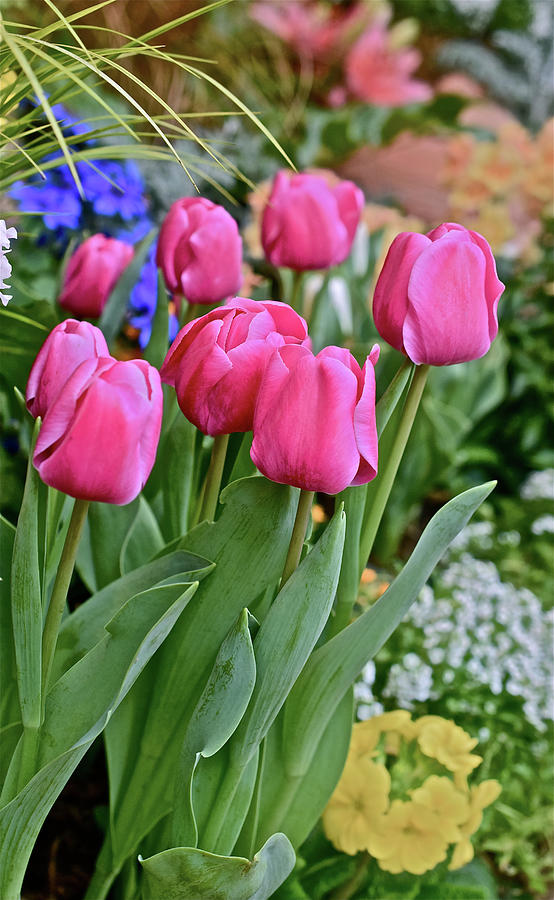 Spring Show 17 Pink Tulips 1 Photograph by Janis Senungetuk