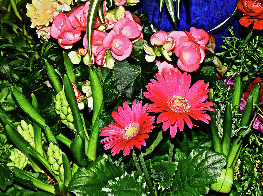 Spring Show 17 Red Gerberas and Begonia Photograph by Janis Senungetuk
