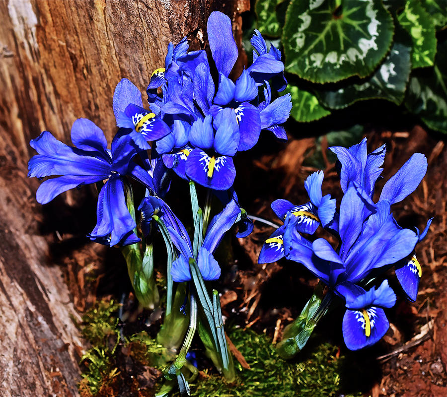Spring Show 17 Siberian Iris 1 Photograph by Janis Senungetuk