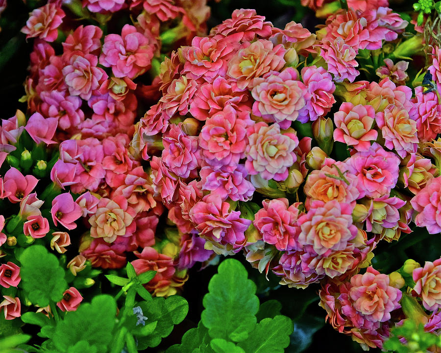 Spring Show 18 Double Pink Kalanchoe Photograph by Janis Senungetuk