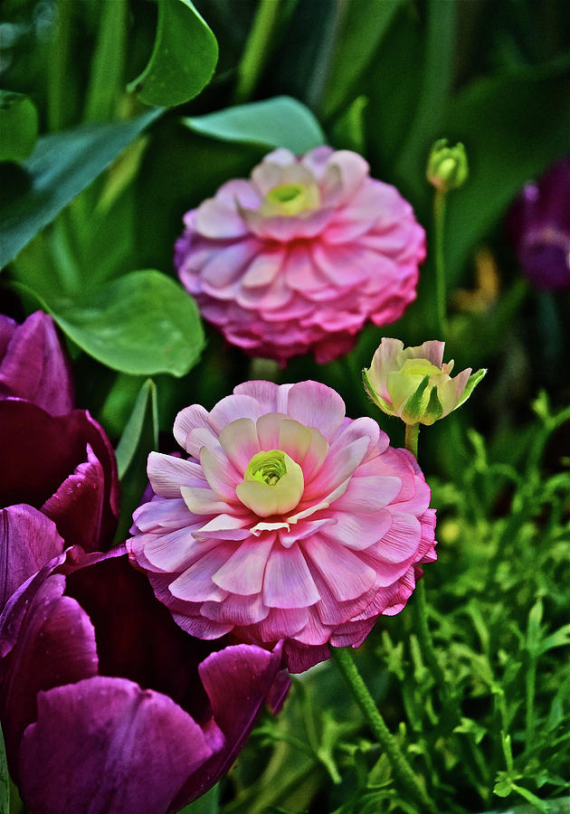 Spring Show 18 Pink Ranunculus 1 Photograph by Janis Senungetuk
