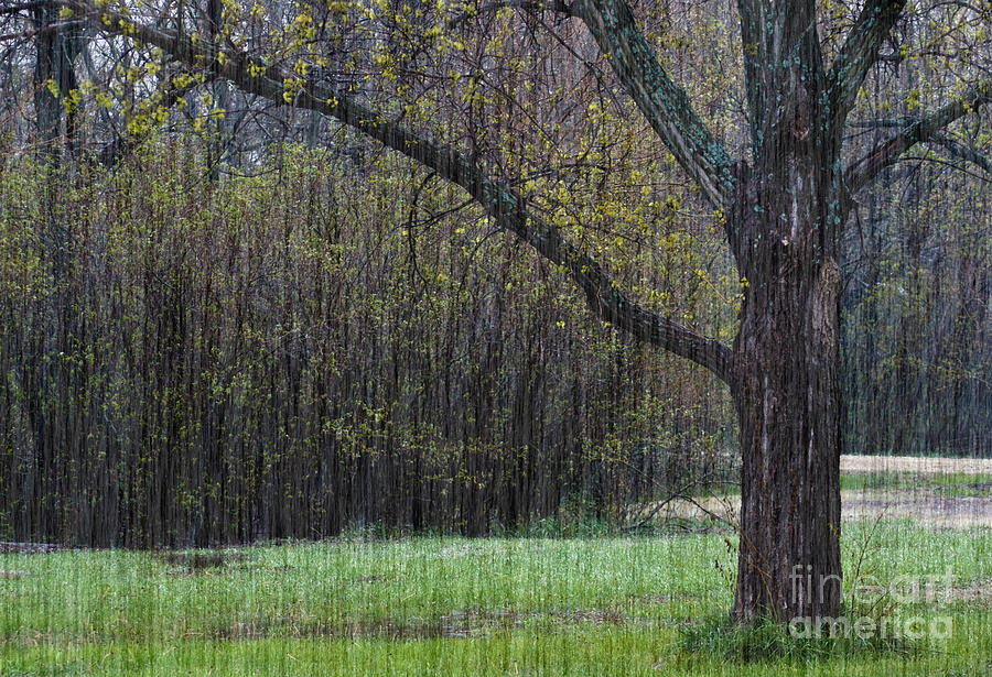Landscape Photograph - Spring Shower by Fred Lassmann