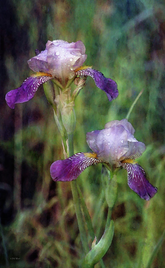 Spring Shower Iris 1413 IDP_2 Photograph by Steven Ward