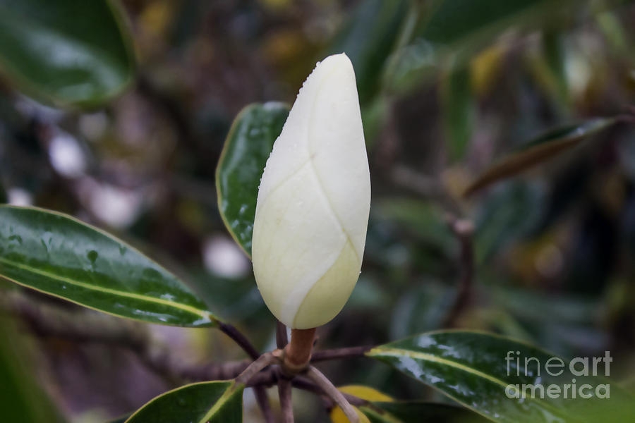Spring Shower on Magnolia Photograph by Roberta Byram