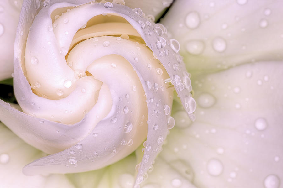Spring Showers on the Gardenia Photograph by JC Findley