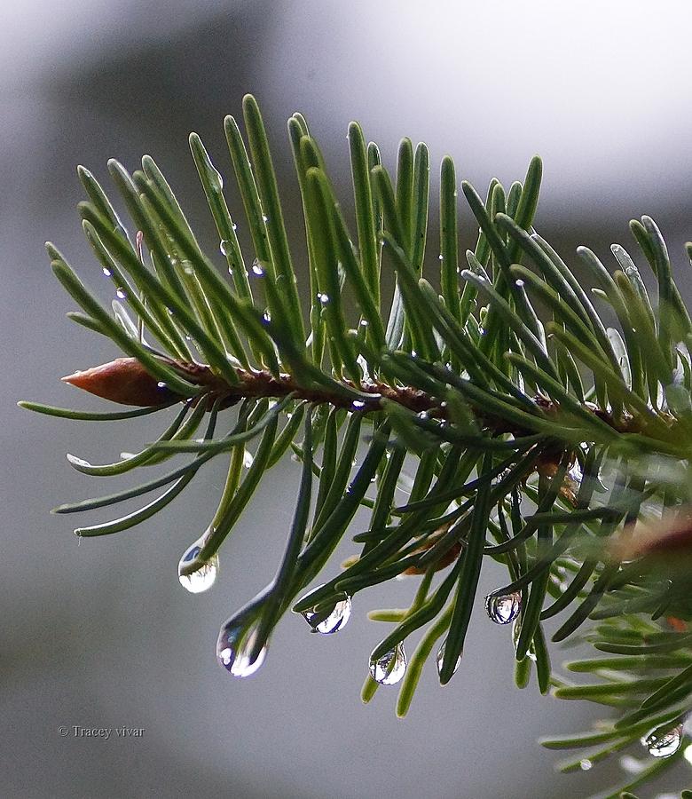 Spring Showers Photograph by Tracey Vivar