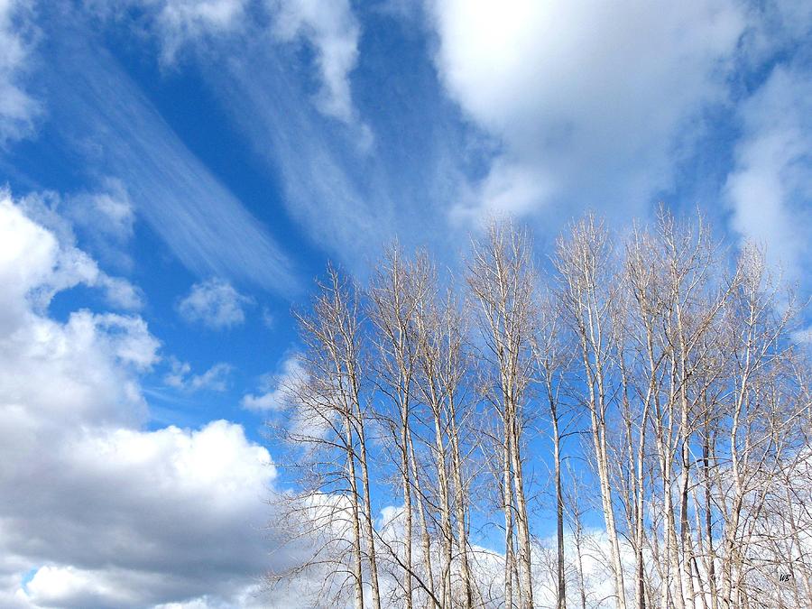 Spring Sky And Cotton Trees Photograph by Will Borden