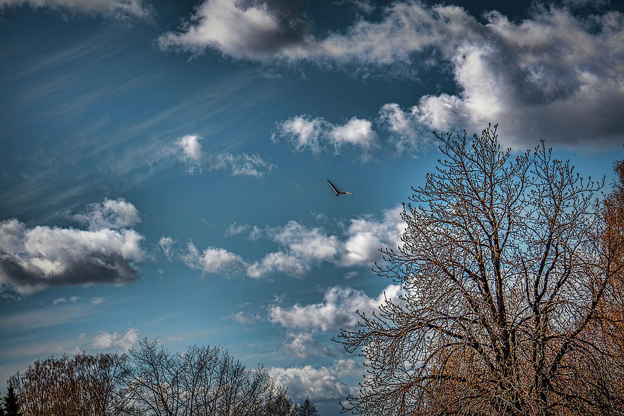 Spring sky #h4 Photograph by Leif Sohlman