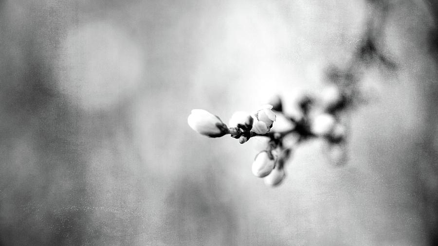 Spring Smells 2 Photograph by Jaroslav Buna
