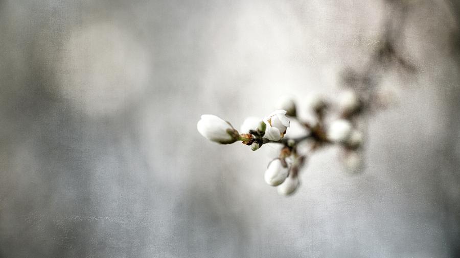 Spring Smells 3 Photograph by Jaroslav Buna