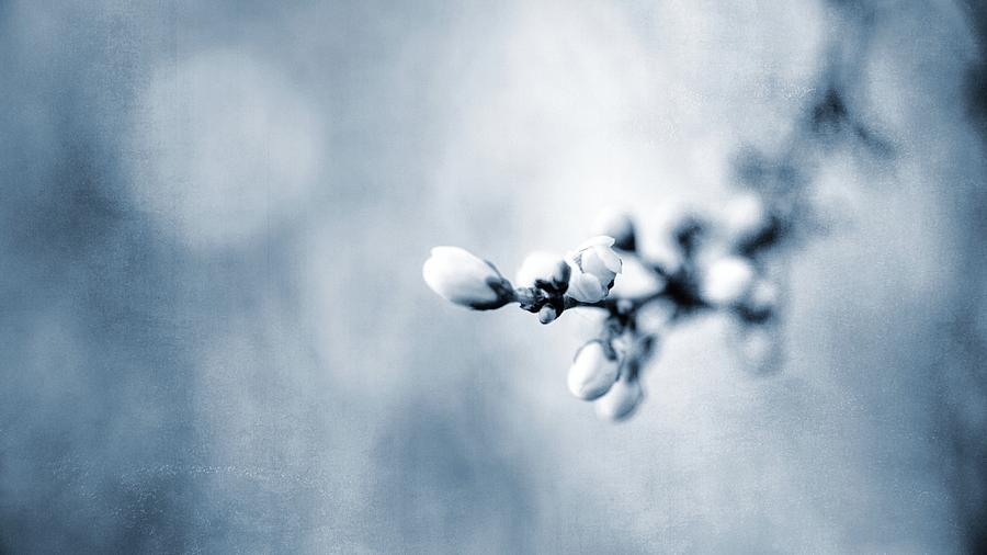 Spring Smells Photograph by Jaroslav Buna