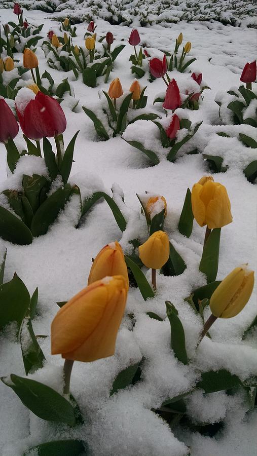 Spring Snow Photograph by Jennifer Forsyth