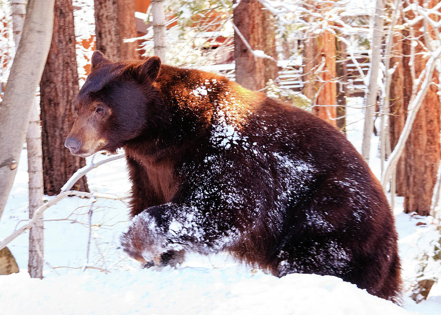 Wildlife Photograph - Spring Snowbound Bear by Mike Herron