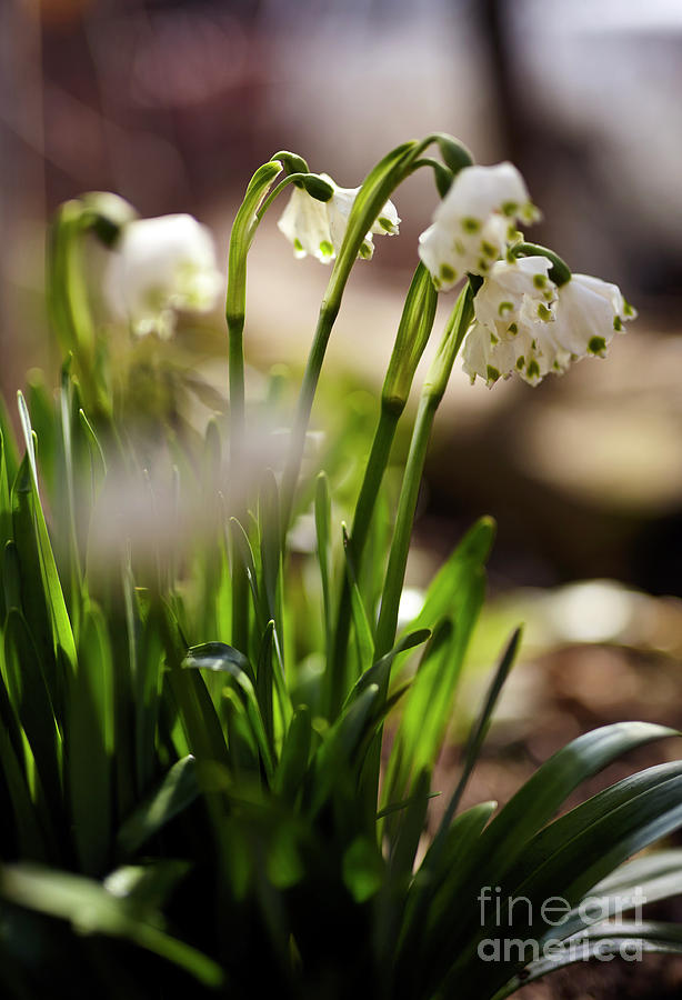 Spring snowdrop flowers Photograph by Ragnar Lothbrok