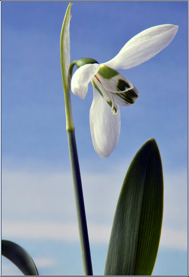 Nature Photograph - Spring Snowdrop by Terence Davis