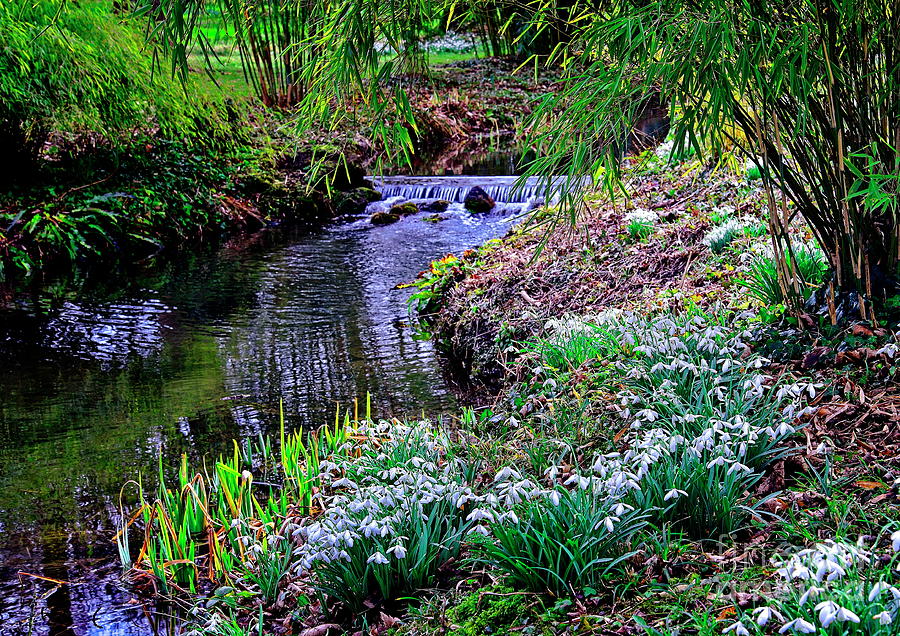 Spring Snowdrops by Stream Photograph by Martyn Arnold