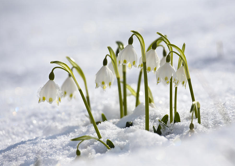 Spring Snowflake Leucojum Vernum Photograph by Konrad Wothe