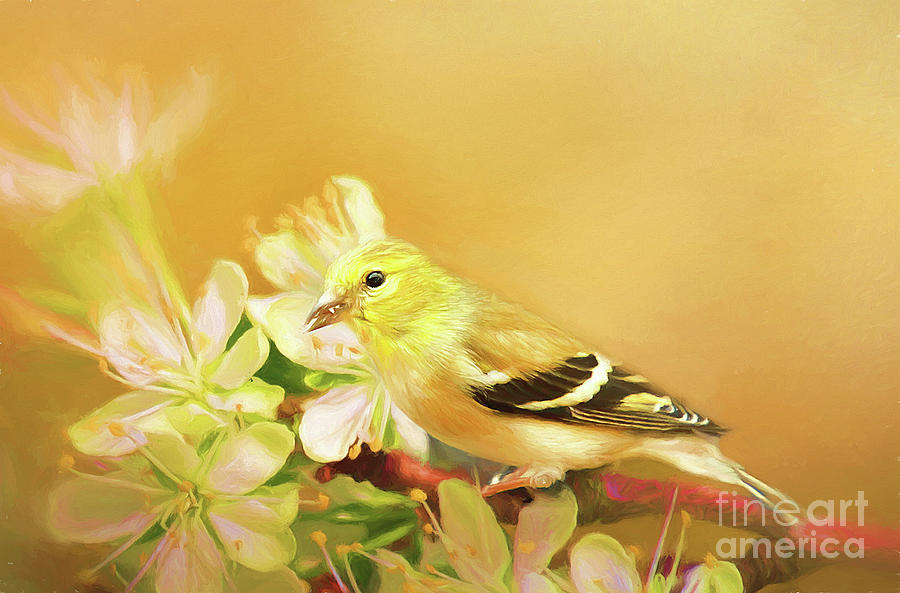 Spring Song Bird Photograph by Darren Fisher