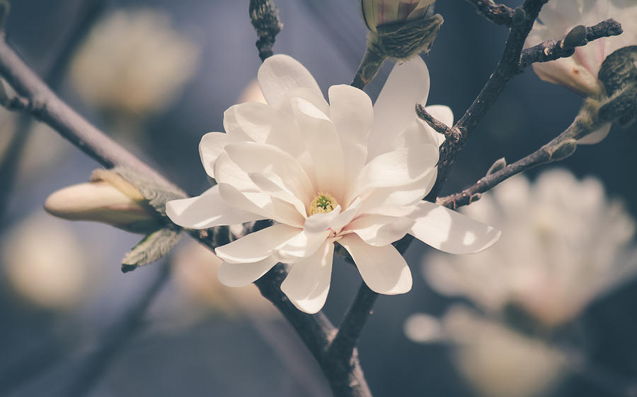 Spring Sonnet Photograph by Viviana  Nadowski