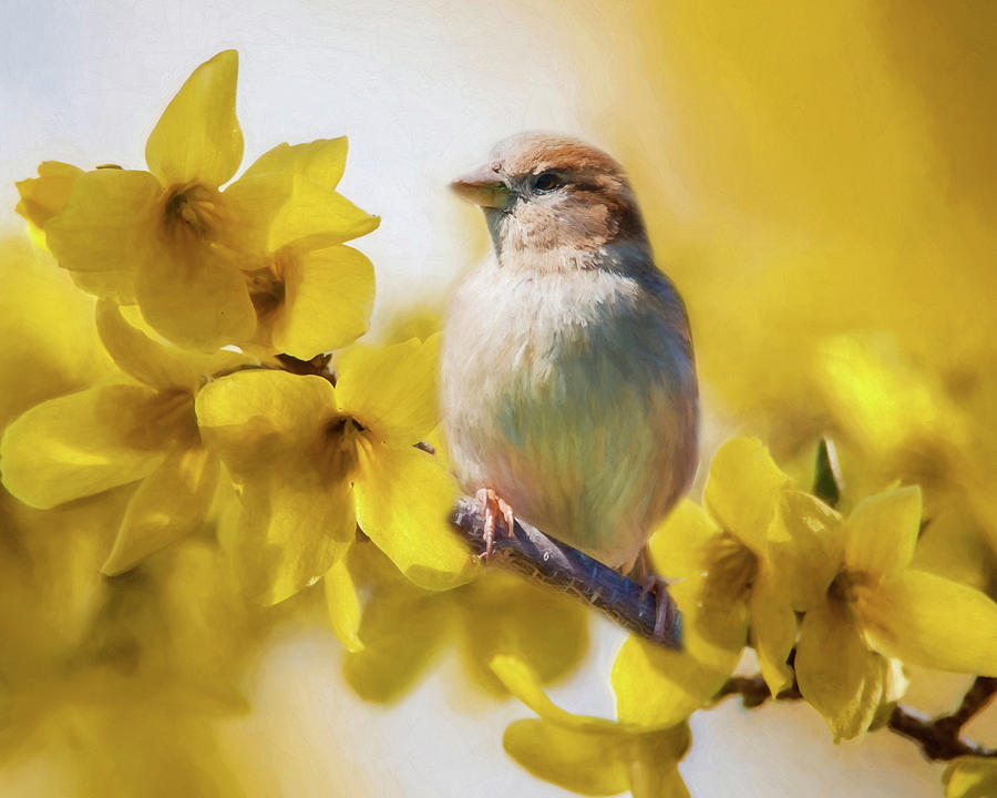 Spring Sparrow Photograph by Cathy Kovarik