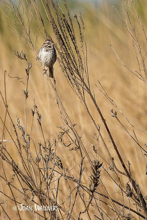 Spring Sparrow Photograph by Joan Wallner