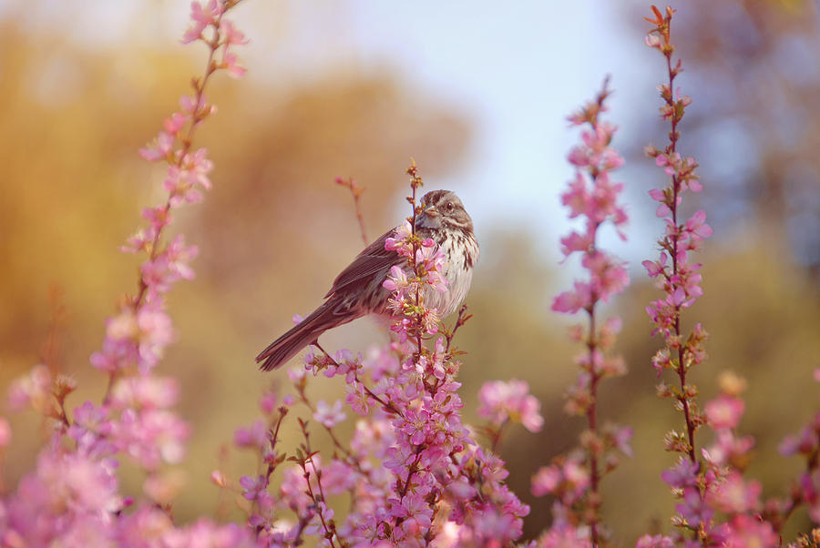 Spring Sparrow Photograph by Lynn Bauer