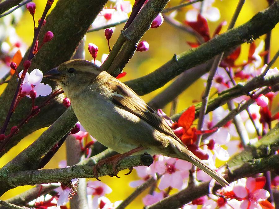 Spring Sparrow Photograph by Vijay Sharon Govender